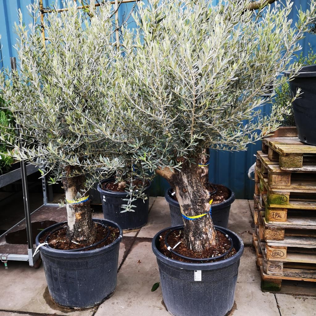Olea europaea (Olijfboom bonsai) 250-260 cm kopen? - Tuincentrum Osdorp