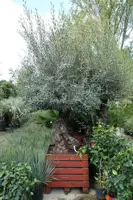 Olea europaea (Olijfboom) bonsai in kist 220cm - afbeelding 1