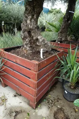 Olea europaea (Olijfboom) bonsai in kist 220cm - afbeelding 3