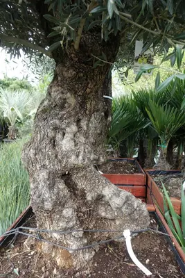 Olea europaea (Olijfboom) bonsai in kist 220cm - afbeelding 4