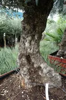 Olea europaea (Olijfboom) bonsai in kist 220cm - afbeelding 5