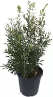 Olea europaea (olijfboom) bush 150cm - afbeelding 5