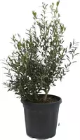Olea europaea (olijfboom) bush 150cm - afbeelding 6