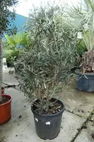 Olea europaea (olijfboom) bush 150cm - afbeelding 3