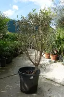 Olea europaea (olijfboom) bush 150cm - afbeelding 1