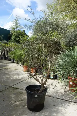 Olea europaea (olijfboom) bush 150cm - afbeelding 2