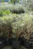 Olea europaea (olijfboom) bush 150cm - afbeelding 4
