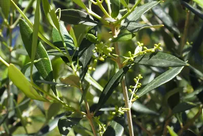 Olea europaea (olijfboom) bush 150cm - afbeelding 10