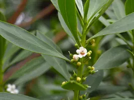 Olea europaea (olijfboom) bush 150cm - afbeelding 7