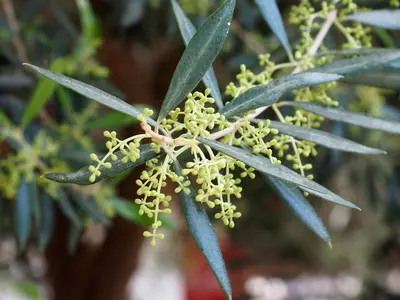 Olea europaea (olijfboom) bush 150cm - afbeelding 8