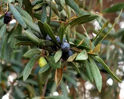 Olea europaea (olijfboom) bush 150cm - afbeelding 9