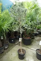 Olea europaea (Olijfboom) op stam 150cm kopen?