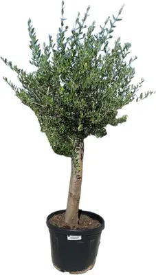 Olea europaea (Olijfboom) op stam 170cm - afbeelding 1