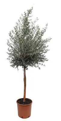 Olea europaea (Olijfboom) op stam 170cm - afbeelding 1