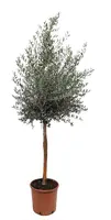 Olea europaea (Olijfboom) op stam 170cm kopen?