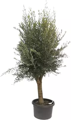Olea europaea (Olijfboom) op stam 175cm - afbeelding 2