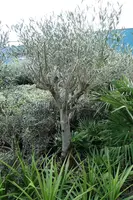 Olea europaea (Olijfboom) op stam 175cm - afbeelding 3