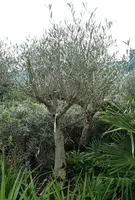 Olea europaea (Olijfboom) op stam 175cm - afbeelding 4