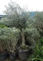 Olea europaea (Olijfboom) op stam 175cm - afbeelding 5