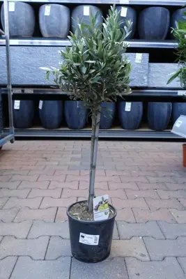 Olea europaea (Olijfboom) op stam 65cm - afbeelding 1