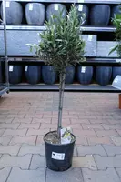 Olea europaea (Olijfboom) op stam 65cm kopen?