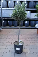 Olea europaea (Olijfboom) op stam 65cm kopen?