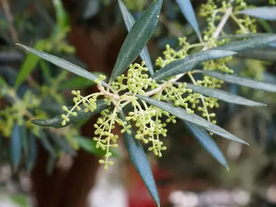 Olea europaea (Olijfboom) op stam 65cm - afbeelding 4