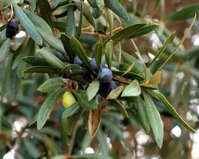 Olea europaea (Olijfboom) op stam 65cm - afbeelding 5