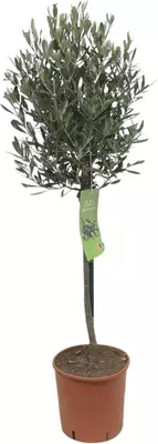 Olea europaea (Olijfboom) op stam 80cm - afbeelding 2