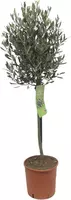 Olea europaea (Olijfboom) op stam 80cm - afbeelding 2