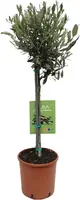 Olea europaea (Olijfboom) op stam 80cm kopen?