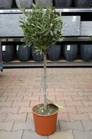 Olea europaea (Olijfboom) op stam 80cm - afbeelding 3