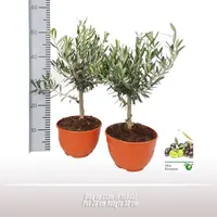 Olea europaea (Olijfboom) op stam in schaal 30cm - afbeelding 4