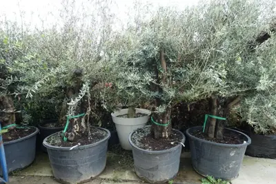 Olea europaea (Olijfboom) oud 180cm - afbeelding 2