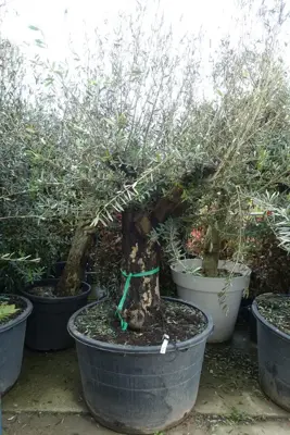 Olea europaea (Olijfboom) oud 180cm - afbeelding 1