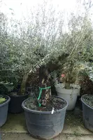 Olea europaea (Olijfboom) oud 180cm kopen?