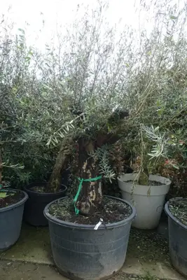 Olea europaea (Olijfboom) oud 180cm - afbeelding 3