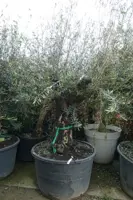 Olea europaea (Olijfboom) oud 180cm - afbeelding 3