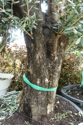 Olea europaea (Olijfboom) oud 180cm - afbeelding 4