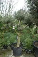 Olea europaea (Olijfboom) ponpon 200cm - afbeelding 2