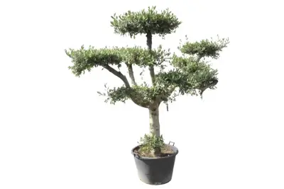 Olea europaea (Olijfboom) ponpon 200cm - afbeelding 1