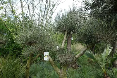 Olea europaea (Olijfboom) ponpon 200cm - afbeelding 3