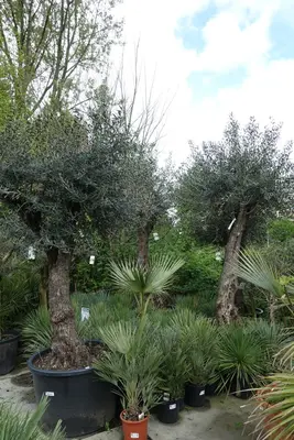 Olea europaea (Olijfboom) vertakt 250cm - afbeelding 2