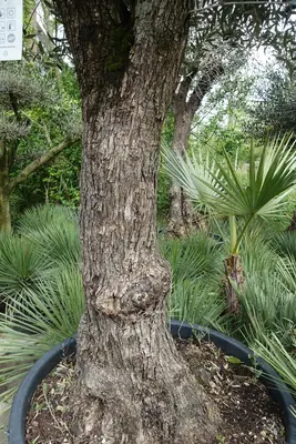Olea europaea (Olijfboom) vertakt 250cm - afbeelding 3