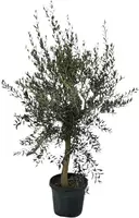 Olea europaea op stam (olijf) 150 cm - afbeelding 3