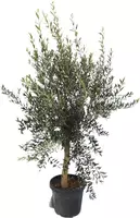 Olea europaea op stam (olijf) 150 cm - afbeelding 1