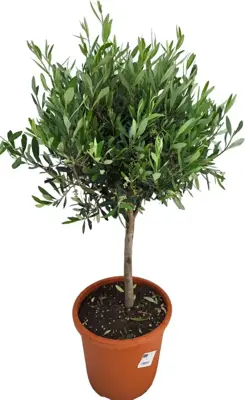 Olea europaea op stam p30 - afbeelding 1