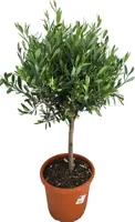 Olea europaea op stam p30 - afbeelding 1