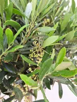 Olea europaea op stam p30 - afbeelding 2