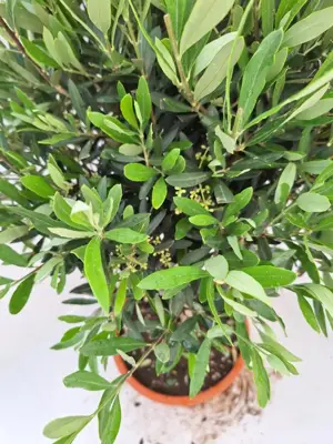 Olea europaea op stam p30 - afbeelding 3